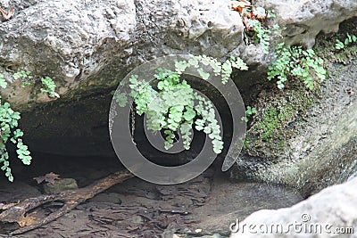 Ferns over a Rock Stock Photo