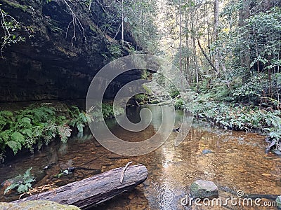 Ferns and a rock Overhang on Greaves Creek on the Grand Canyon Track in the Blue Mountains Stock Photo