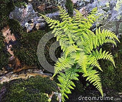 Ferns on a rocky ledge Stock Photo