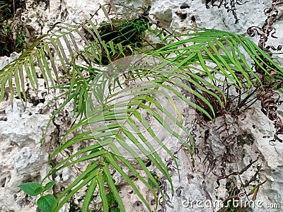 Ferns seem to thrive on the side of the cliff Stock Photo