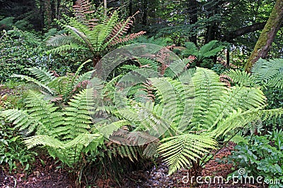 Ferns Stock Photo