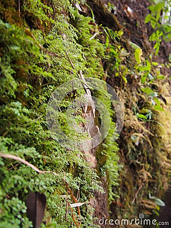 Ferns and small green moss grow on rocky mountain walls. For the natural background Stock Photo