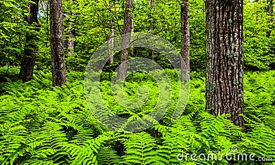 Ferns and trees in a lush forest in Shenandoah National Park Stock Photo