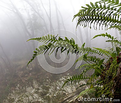 Ferns in the woods Stock Photo