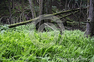 Ferns in the woods with trees around broken by gusty wind Stock Photo