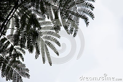 Ferny mimosa background frame with almost silhouetted leaves against very light bluish background with room for copy Stock Photo