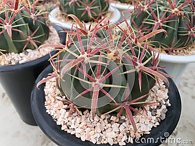 Ferocactus Latispinus, a cactus that is native to Mexico. Stock Photo