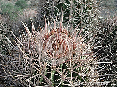 Ferocactus wislizeni in the desert Stock Photo