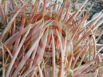 Ferocactus wislizeni in the desert Stock Photo