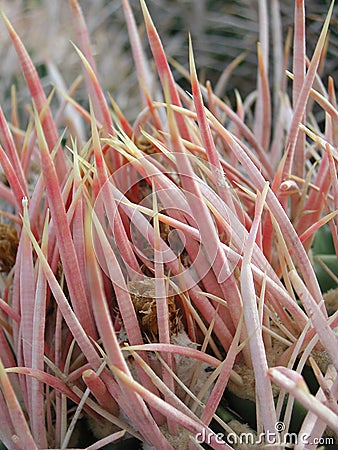 Ferocactus wislizeni in the desert Stock Photo