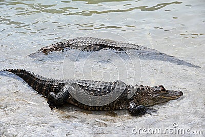 Alligator Stock Photo