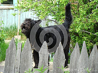 Ferocious black guard. Dog on guard service. Protection of a private house. Stock Photo