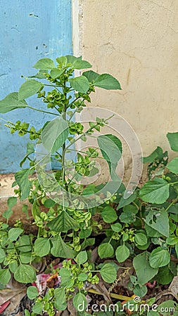 ferocious cat wild plants Stock Photo