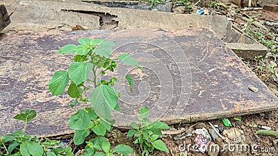 ferocious cat wild plants Stock Photo