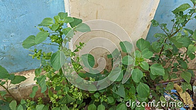 ferocious cat wild plants Stock Photo