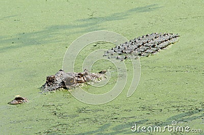 Ferocious Crocodile Stock Photo