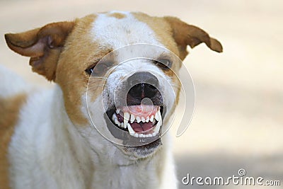 The ferocious dog saw terrifying teeth and chewing Stock Photo