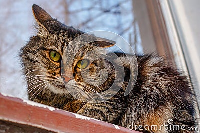 A ferocious, evil cat on the windowsill on the street. Angry, mi Stock Photo