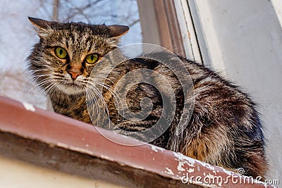 A ferocious, evil cat on the windowsill on the street. Angry, mi Stock Photo