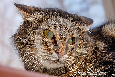 A ferocious, evil cat on the windowsill on the street. Angry, mi Stock Photo