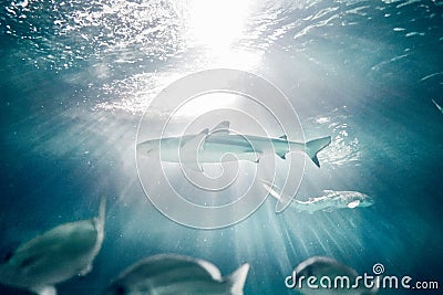 Ferocious Great White Shark Stock Photo