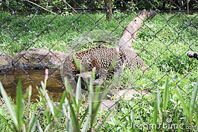 ferocious leopard at the zoo Stock Photo