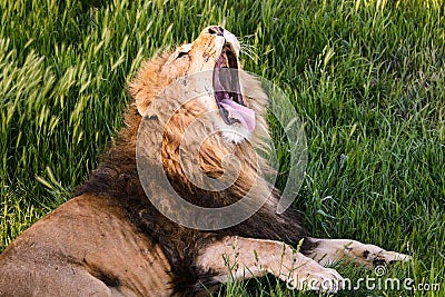 Ferocious lion relaxes in the wildlife Stock Photo