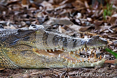 Ferocious Saltwater Crocodile Stock Photo