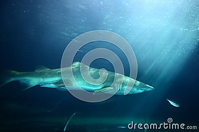 Ferocious shark Stock Photo