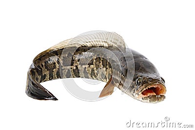 Ferocious snakehead Stock Photo