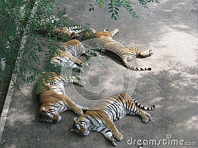 The ferocious tiger took a quiet nap in the cool shade. Stock Photo