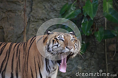 The ferocious tiger Stock Photo