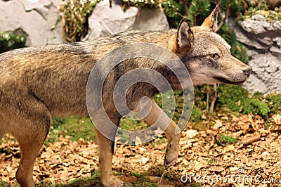 Ferocious and voracious Wolf looking for prey in the middle of t Stock Photo