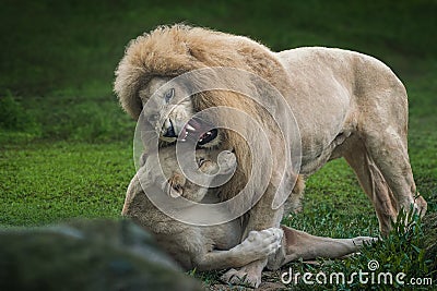 Ferocious White Lion and Lioness Playing - Leucistic Lion Stock Photo