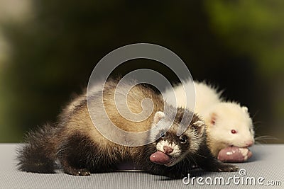 Eating puppy ferrets chewing pieces of raw chicken meat Stock Photo