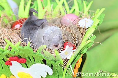 Ferret baby in the nest of hay Stock Photo