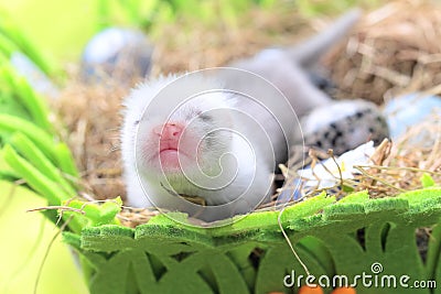 Ferret baby in the nest of hay Stock Photo