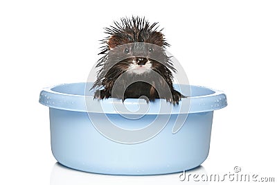 Ferret bathed on a white background Stock Photo