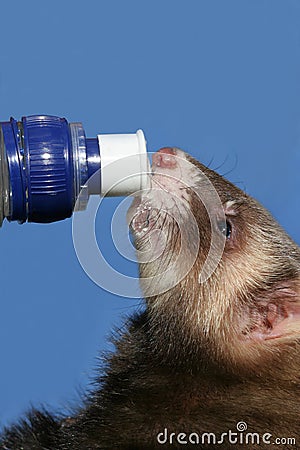 Ferret on the Bottle Stock Photo