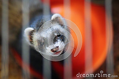 Ferret in the cage Stock Photo