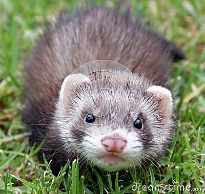 Ferret Face Stock Photo