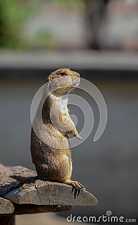 prairie dog is looking for food. Stock Photo