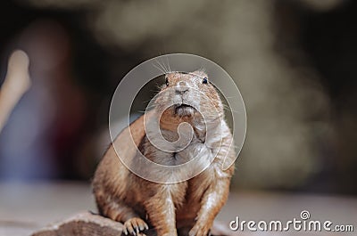 prairie dog is looking for food. Stock Photo