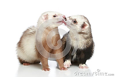 Ferret in love Stock Photo