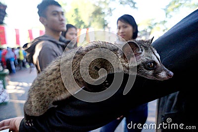 Ferret Editorial Stock Photo