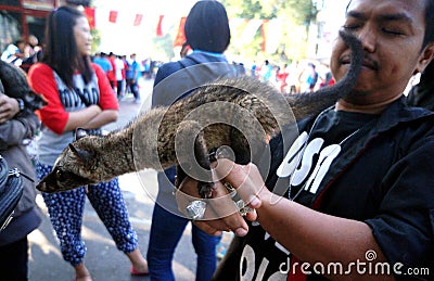 Ferret Editorial Stock Photo