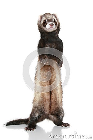 Ferret (Mustela putorius furo) Stock Photo