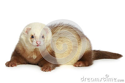 Ferret (polecat) Stock Photo