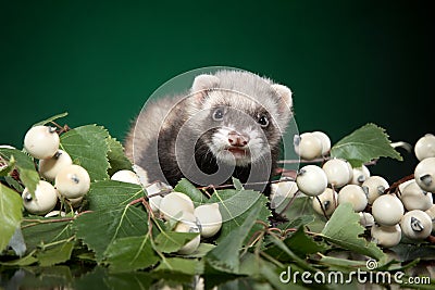 Ferret puppy is in green leaves Stock Photo