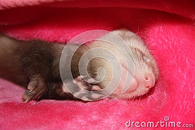 Ferret sleeping Stock Photo